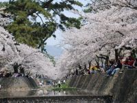 夙川河川敷緑地の桜の写真