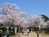 日岡山公園の桜の写真
