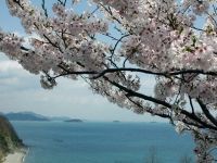 赤穂御崎の桜の写真