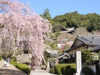 長谷寺の桜の写真