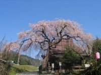 西光寺の城之山桜の写真