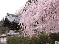 大野寺のしだれ桜の写真
