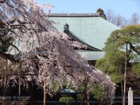 東漸寺の桜の写真