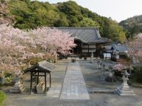 根來寺の桜の写真