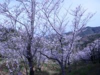 西山千本桜の写真