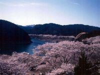 七川ダム湖畔の桜の写真