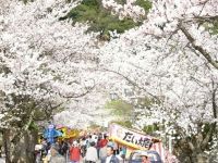 久松公園の桜の写真