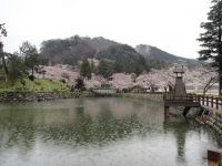 鹿野城跡公園の桜の写真