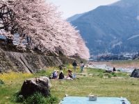 桜土手の桜の写真