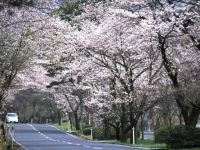 萩原桜並木の写真
