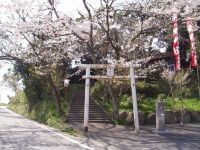 木ノ根神社の桜の写真