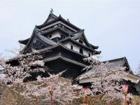 松江城山公園の桜の写真