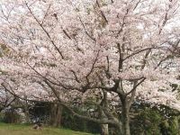 浜田城山公園の桜の写真
