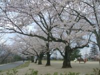 一の谷公園の桜の写真