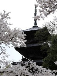 安来 清水寺の桜の写真