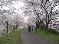 斐伊川堤防桜並木の写真