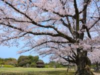 岡山後楽園の桜の写真