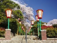 岡山市半田山植物園の桜の写真