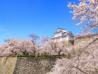 津山城（鶴山公園）の桜の写真