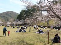 みやま公園の桜の写真