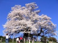 醍醐桜の写真