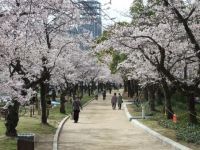平和記念公園の桜の写真