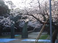 比治山公園の桜の写真