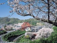 音戸の瀬戸公園の桜の写真