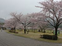 ピースリーホーム バンブー総合公園の桜の写真