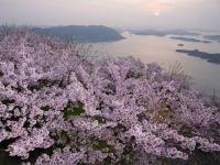 筆影山の桜の写真