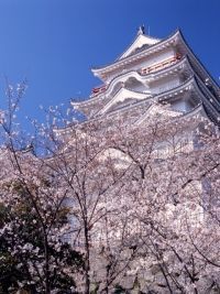 福山城公園の桜の写真