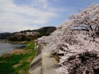 尾関山公園の桜の写真