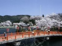 上野公園（広島県）の桜の写真