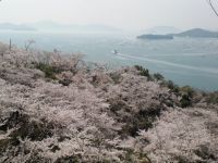正福寺山公園の桜の写真