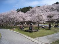 八千代湖周辺の桜の写真
