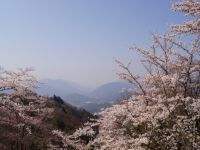神ノ倉山公園の桜の写真