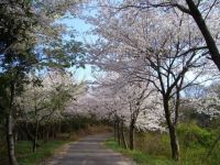 真道山千本桜の写真