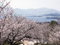 日和山公園（山口県）の桜の写真