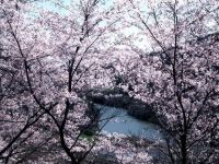 今富ダム公園の桜の写真