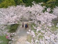 萩城跡 指月公園の桜の写真