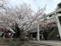 花岡八幡宮の桜の写真