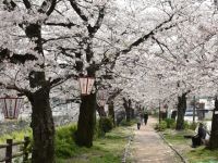 東川緑地公園の桜の写真