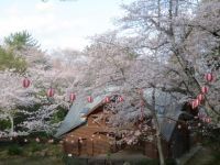 若山公園の桜の写真