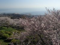 竜王山公園の桜の写真