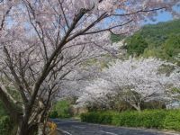 五条の千本桜の写真