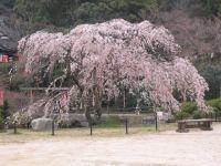 般若寺山の桜の写真