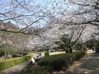 西部公園の桜の写真