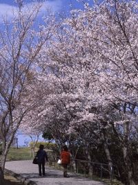 眉山公園の桜の写真