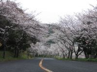 津峯公園の桜の写真