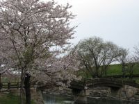 岩脇公園の桜の写真